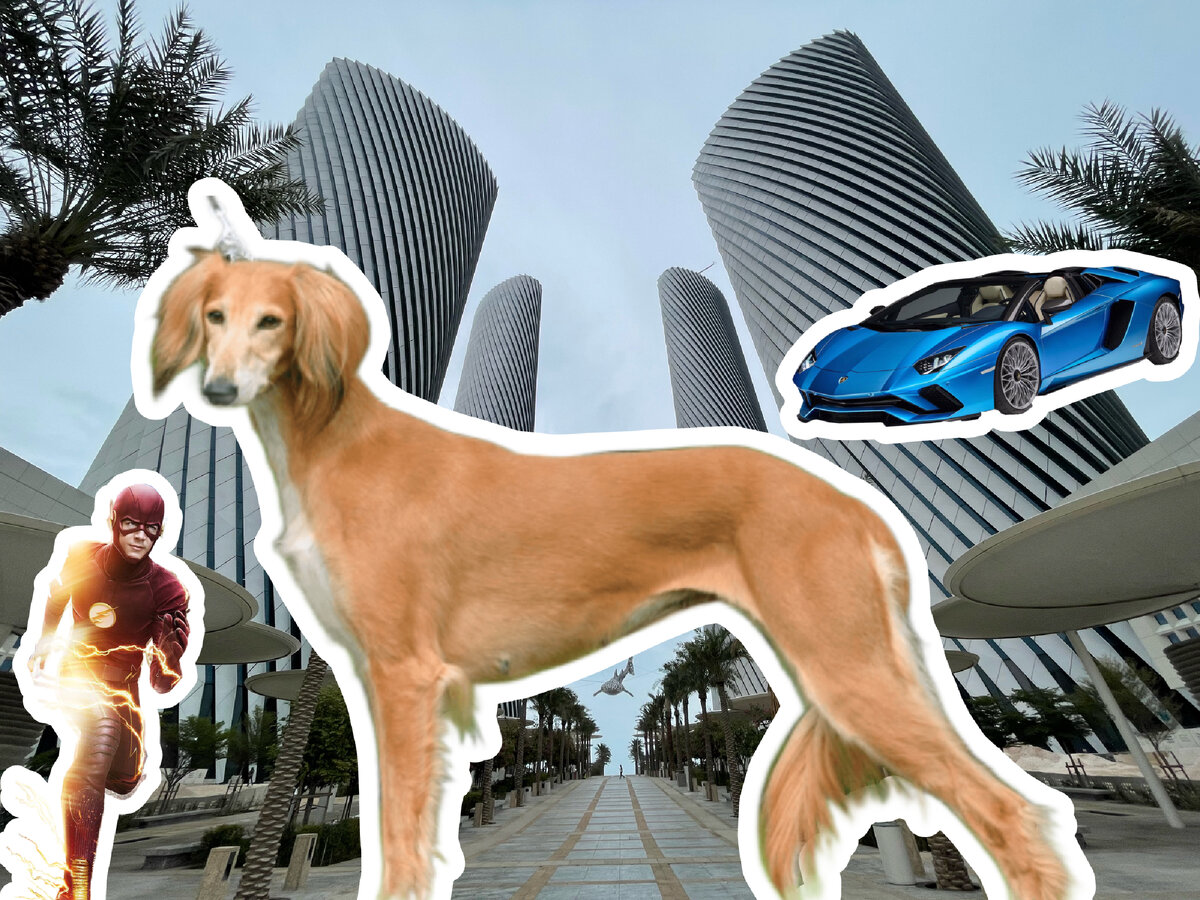 Самая быстрая собака породы Салюки