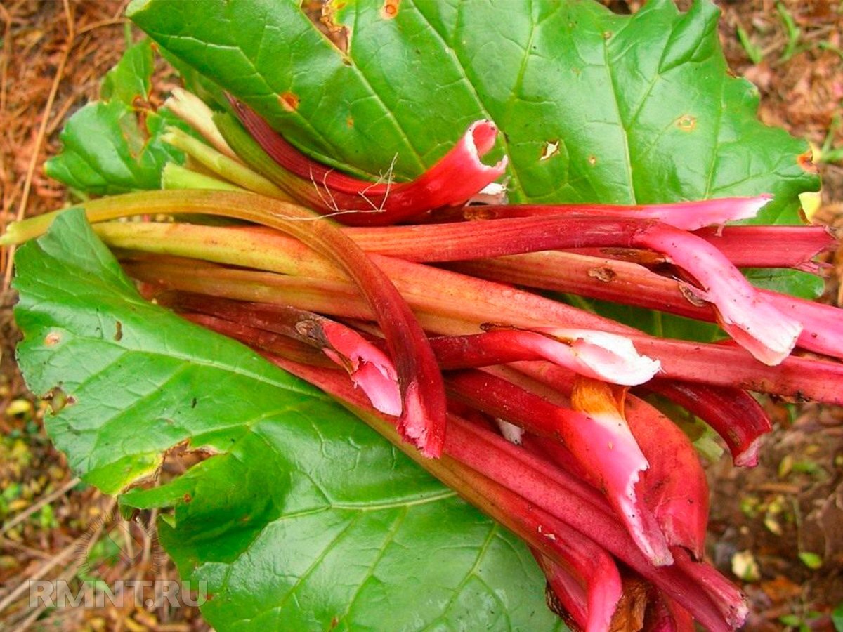 чукри (ревень). ревень посадка. ревень красночерешковый. ревень крупночерешковый. ревень рабарбар.