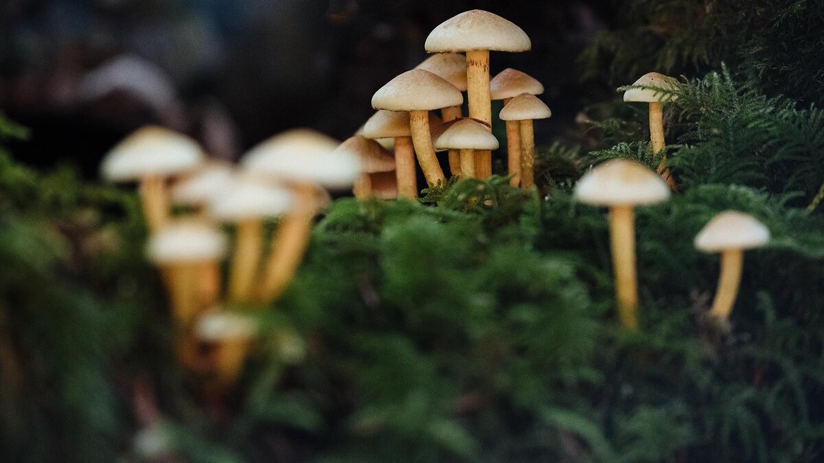 Фото: unsplash.com