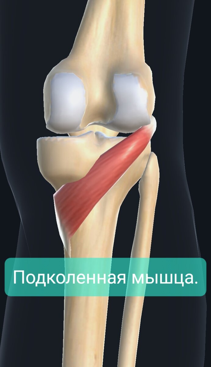 Подколенная мышца. | Заметки спортивного врача. | Дзен