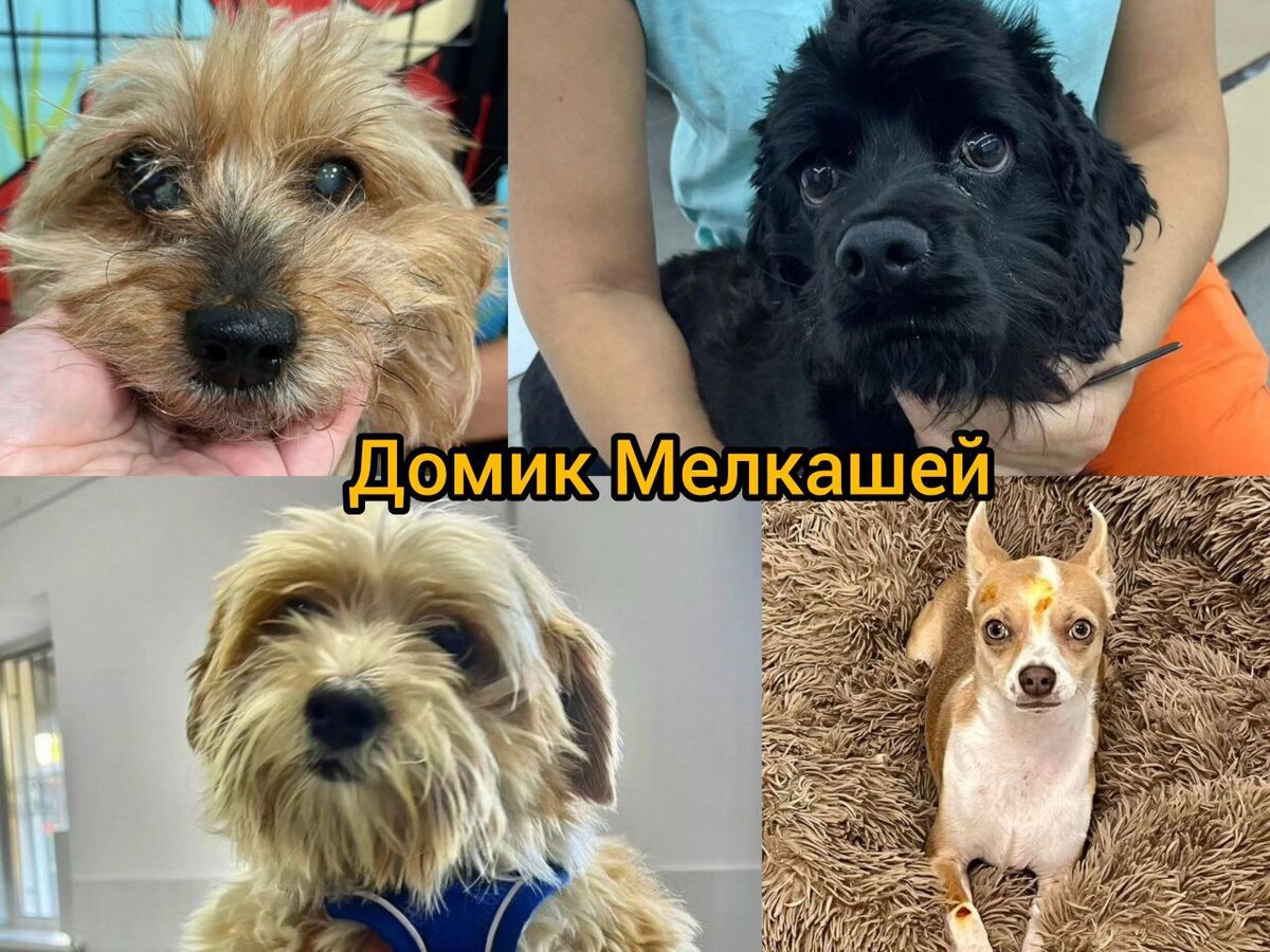 4 собаки!🐶 Приют 