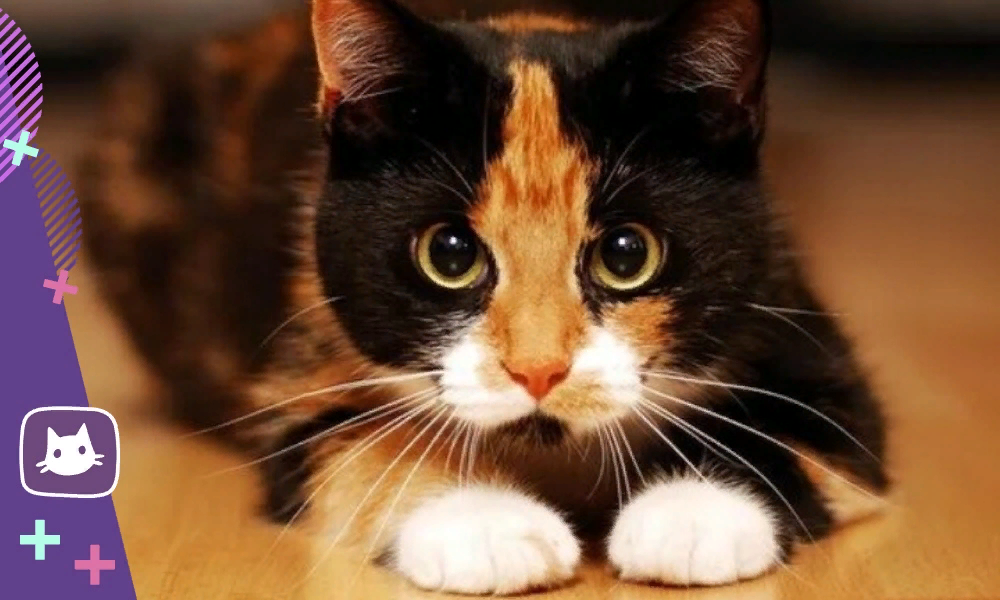Известно что трехшерстные кошки. Известно что трехшерстные кошки всегда. Аватарки с трехцветными кошаками. Правда ли что трехцветными бывают только кошки.