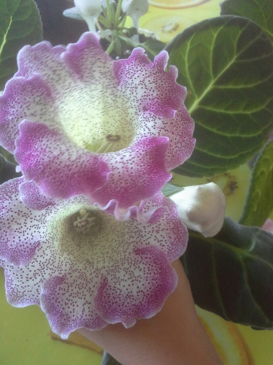 Еще одна  красотка.