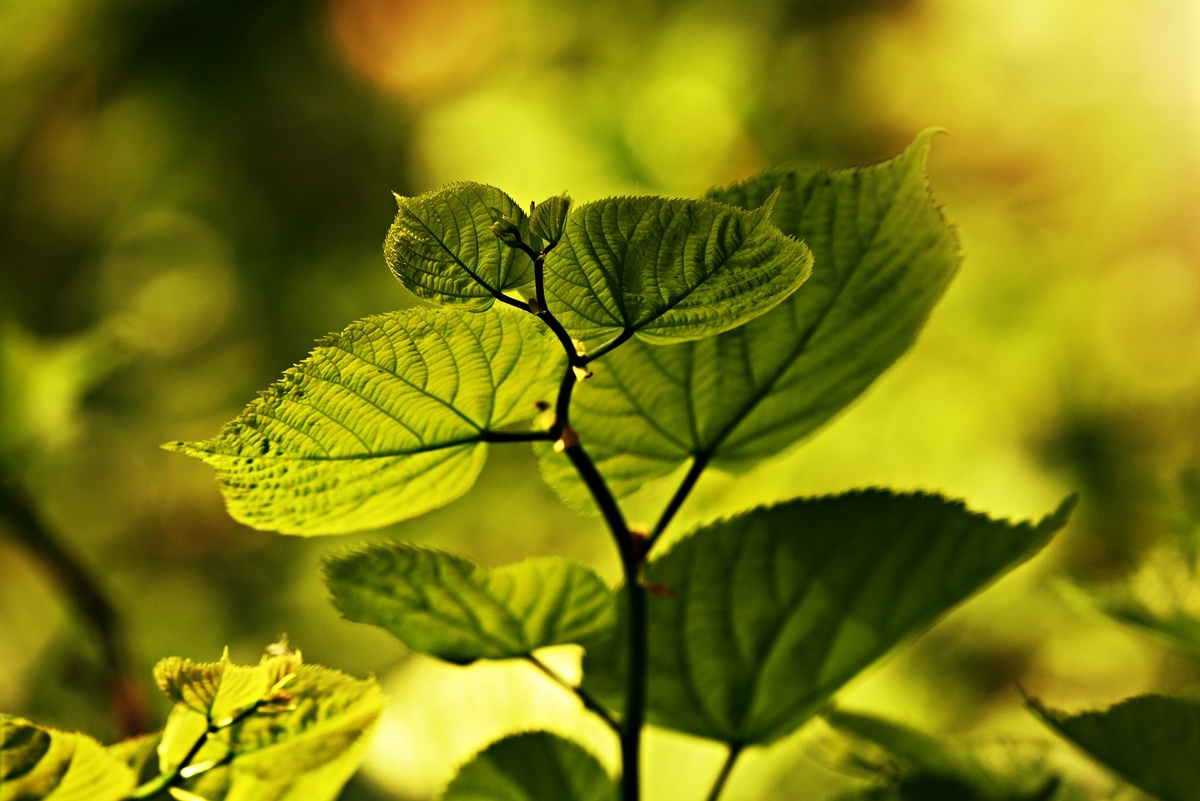 https://cdn.pixabay.com/photo/2019/01/15/23/17/leaf-3935074_960_720.jpg
