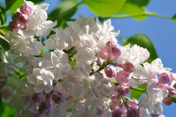 сорт "Красавица Москвы". Изображение с сайта Яндекс картинки