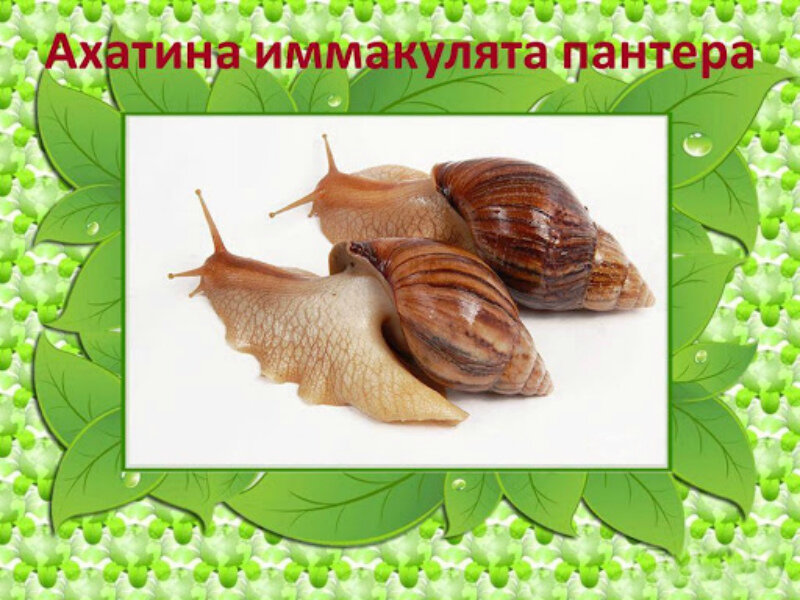 Улитка для косметических процедур 