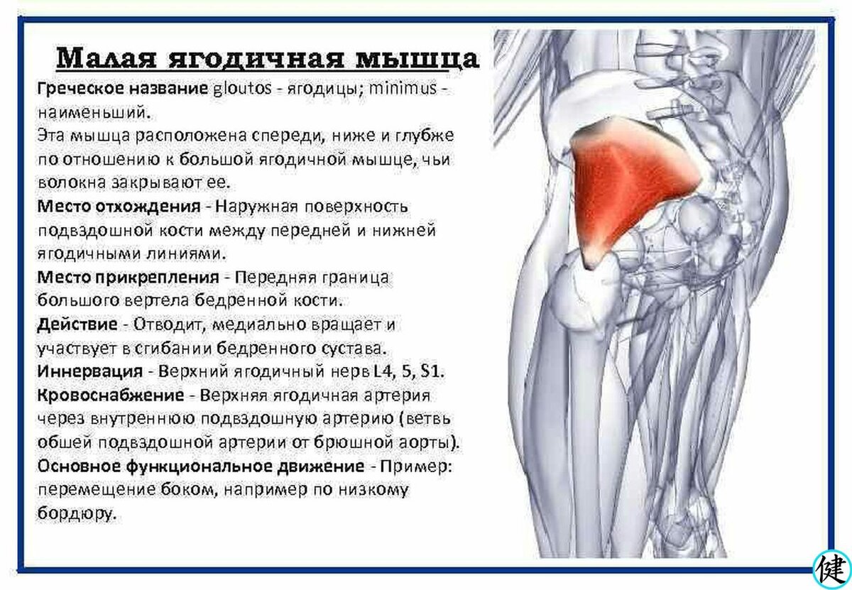 Малая большая ягодичная. Функция малой ягодичной мышцы. Малая и средняя ягодичная мышца упражнения. Место прикрепления средней ягодичной мышцы. Малая и средняя ягодичная мышца анатомия.