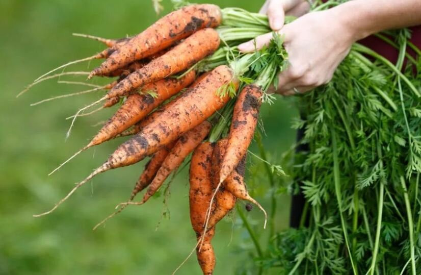 Зри в корень - изучаем морковку