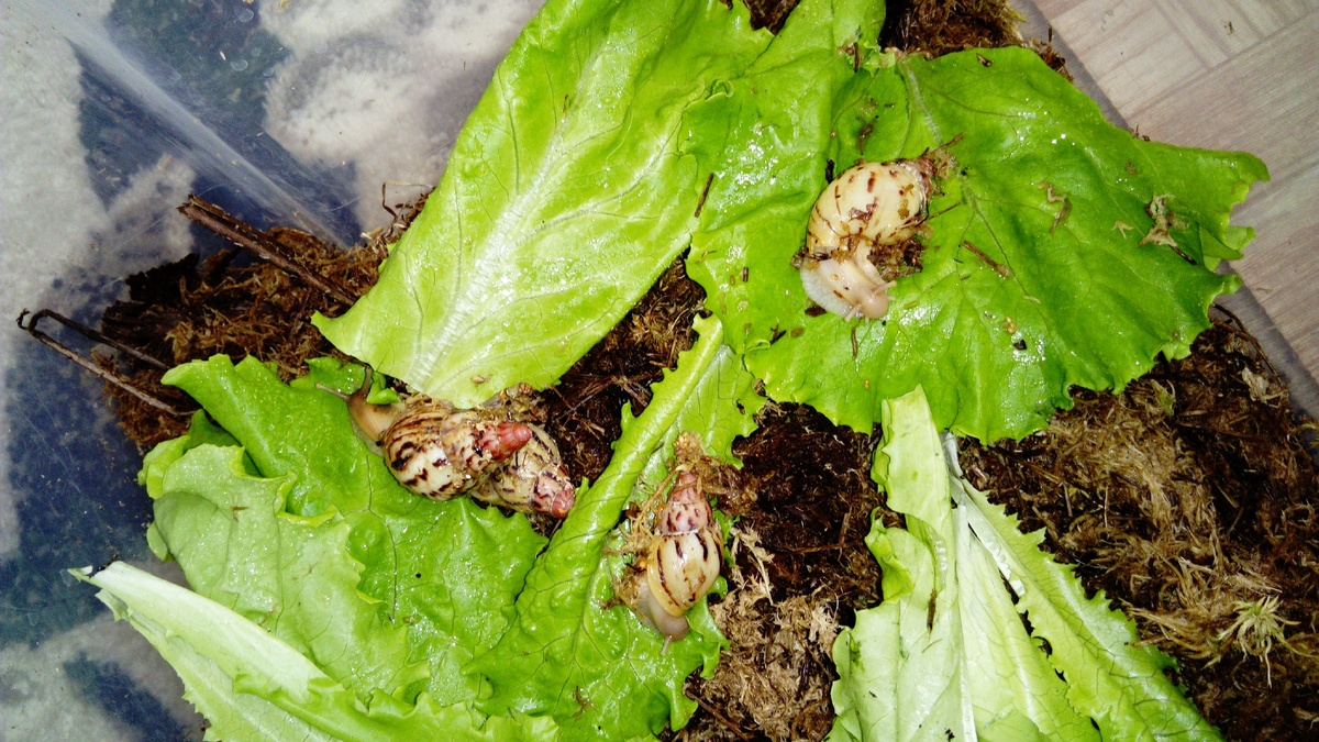 Ахатина ирадели стандарт