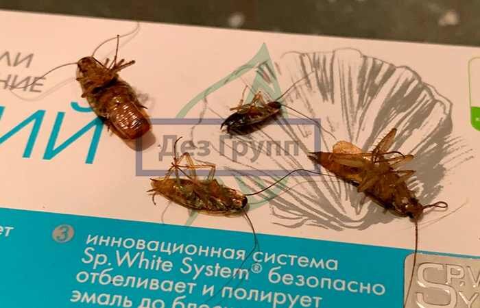 Тараканы после травли