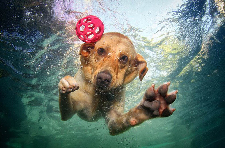 Плавание для здоровья собаки
