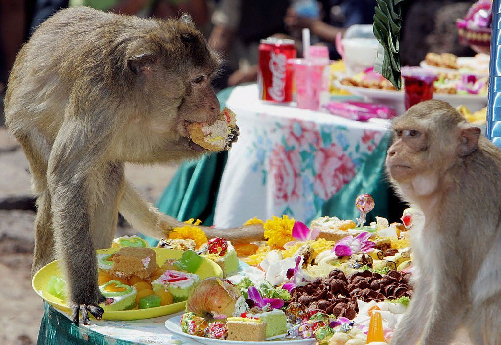 Monkey food