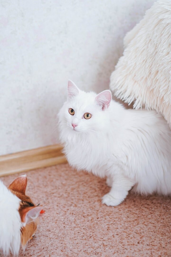 Пенка