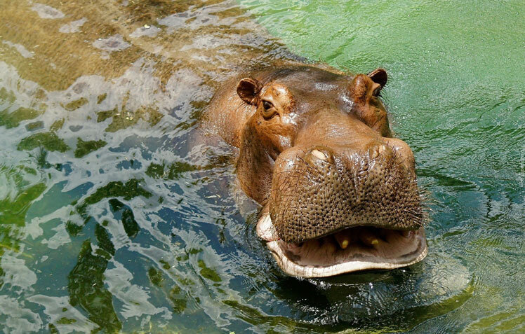 Стол бегемот в воде