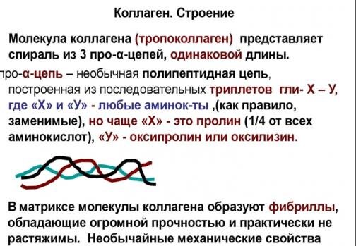 Коллаген. Строение