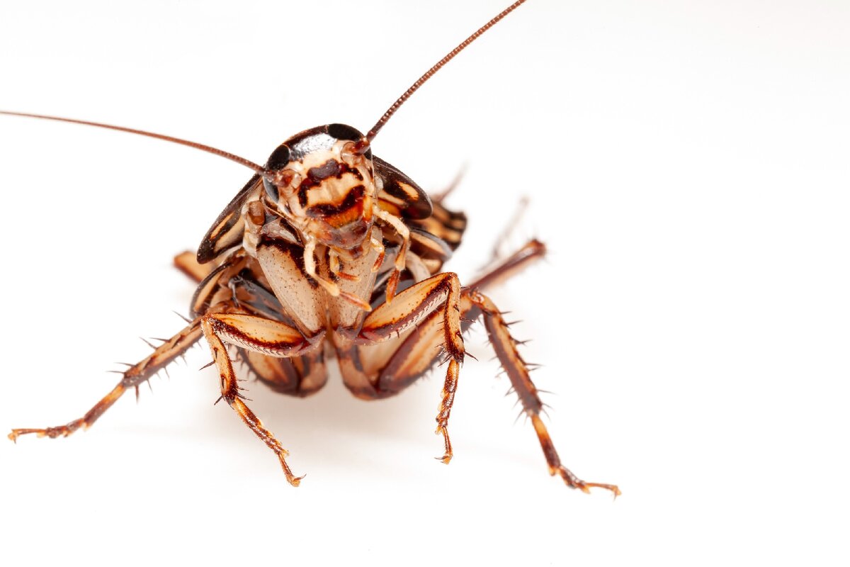 У тараканов достаточно мощные челюсти.