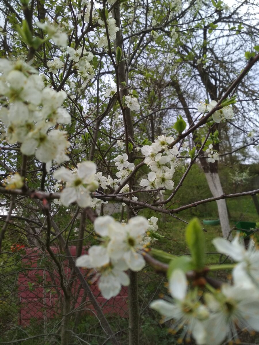 Сливы цветут