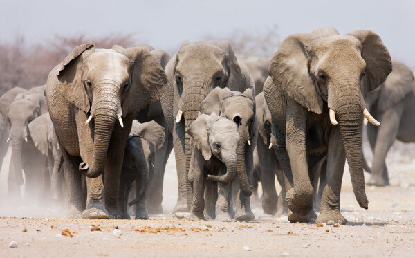 https://static5.depositphotos.com/1015682/397/i/950/depositphotos_3973214-stock-photo-elephant-herd.jpg