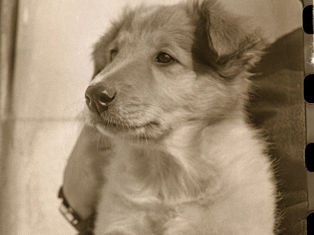 пёс Гаврош в детстве  (Фото из архива Василия Максимова) 
