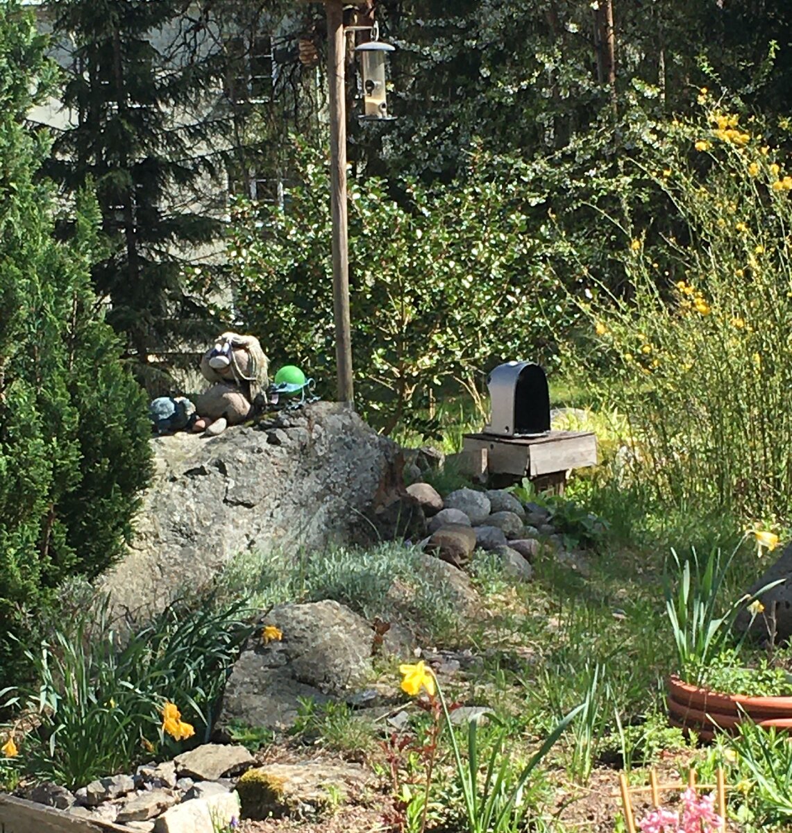 На старом пне корпус от кофемашины. Это тоже своеобразная кормушка.