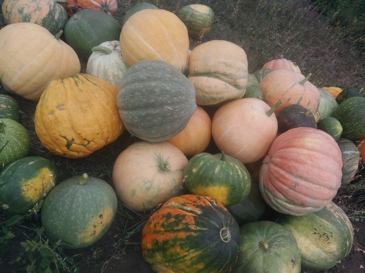 Из личного архива. Часть урожая 2019г