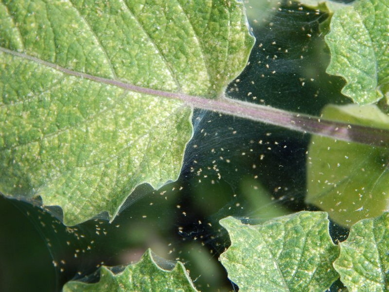 Избавиться от паутинного клеща Лайфхаки для сада