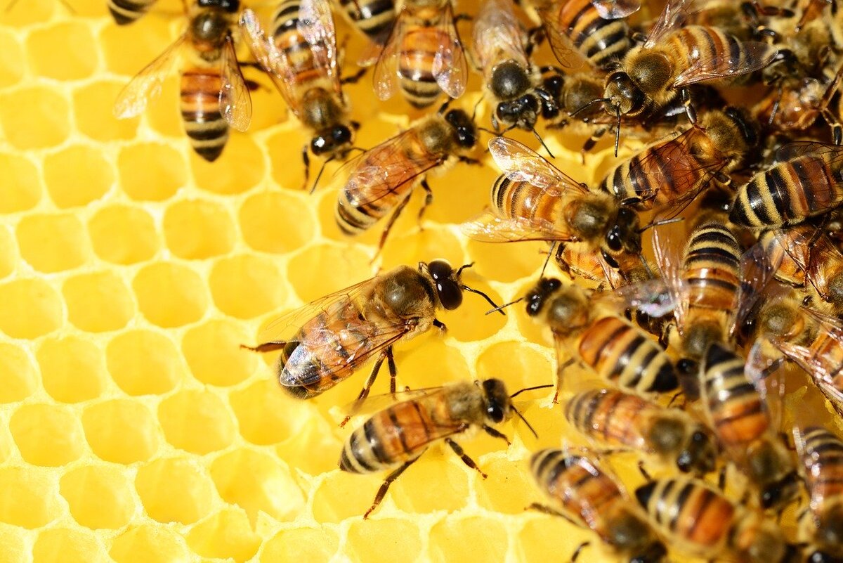 https://cdn.pixabay.com/photo/2014/04/17/09/45/honey-bees-326337_1280.jpg