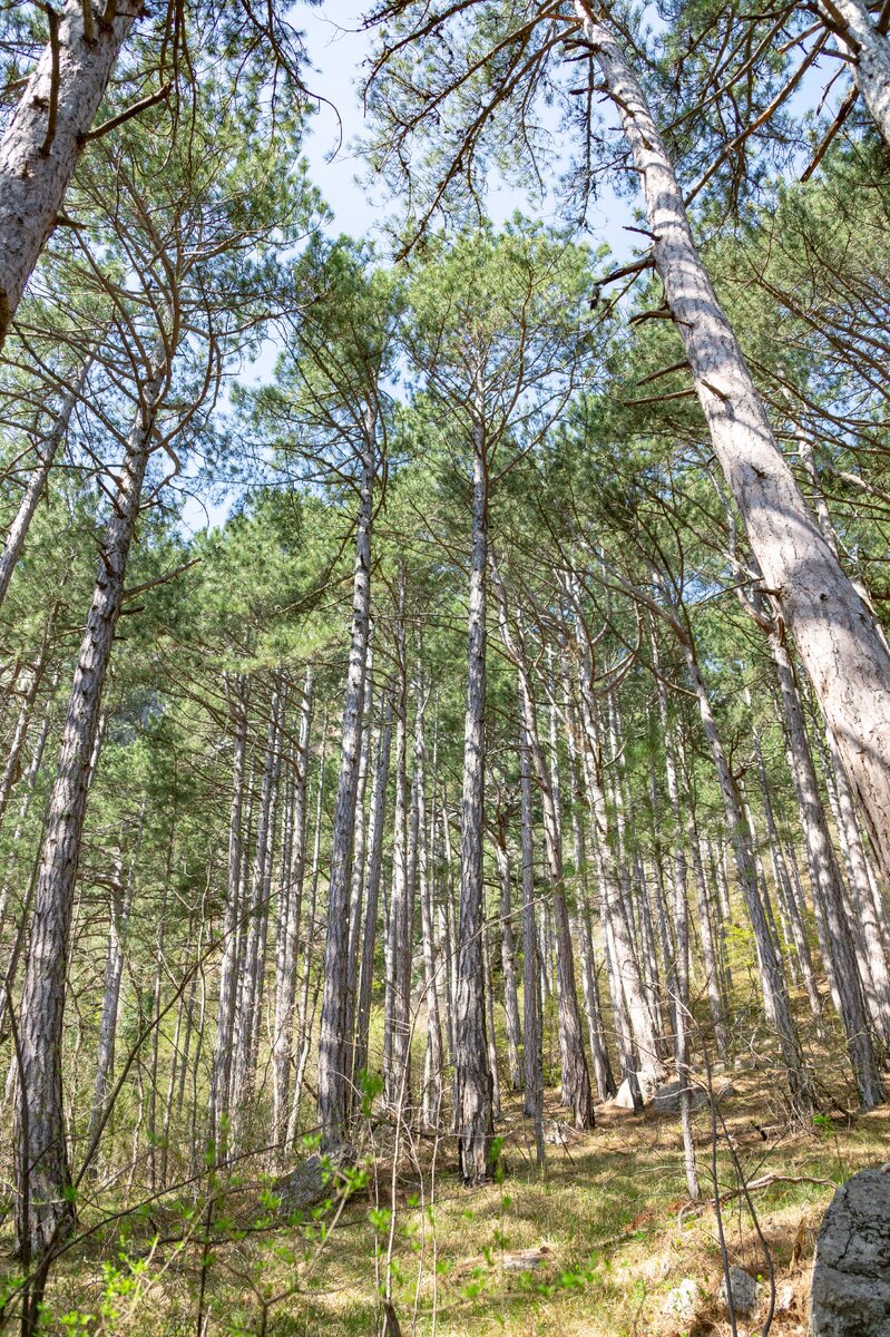 1. Освещённый Солнцем высокий сосновый лес на южном склоне Ялтинской яйлы.
