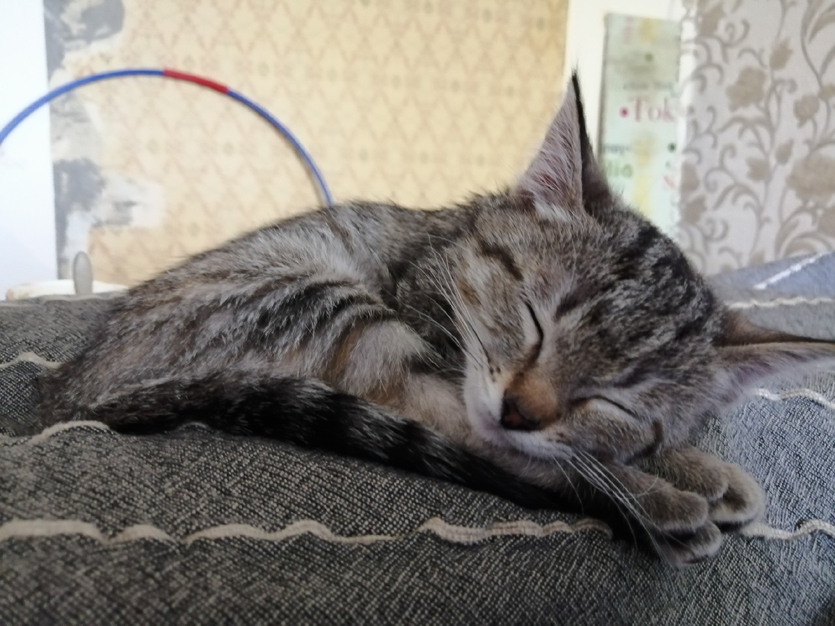 Это Прим. Сокращение от primavera - по испански "весна". 