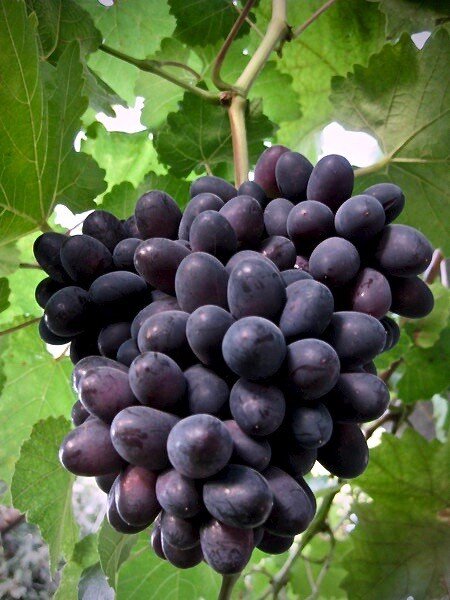 Неукрывной виноград – лучшие сорта для средней полосы