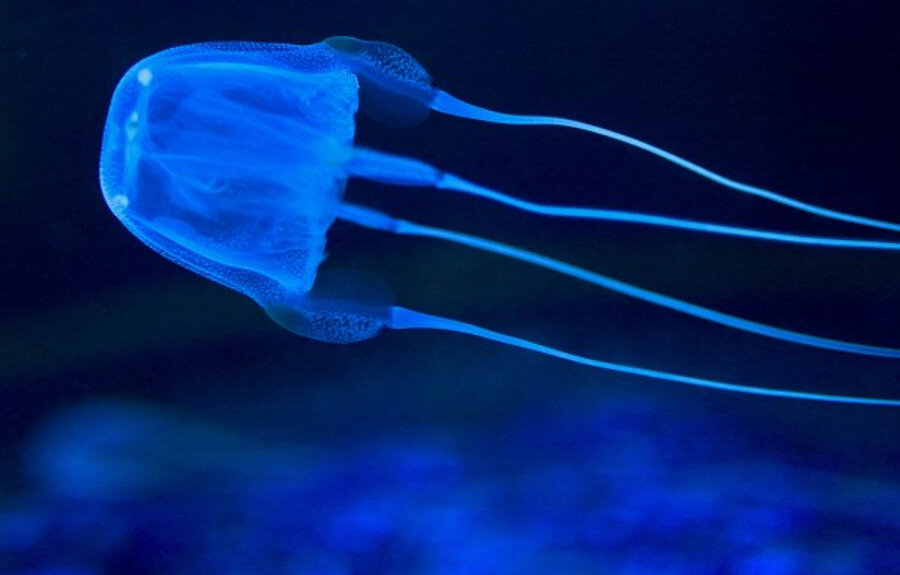 Chironex fleckeri