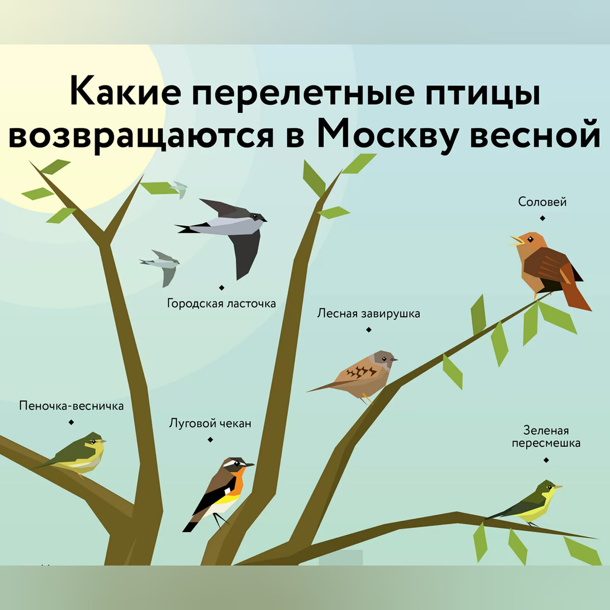Какие птицы прилетели в москву сейчас