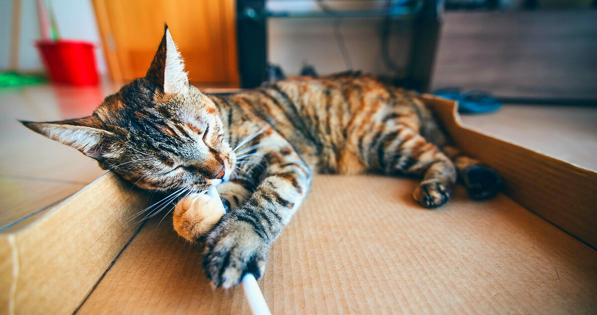 Кошка левша