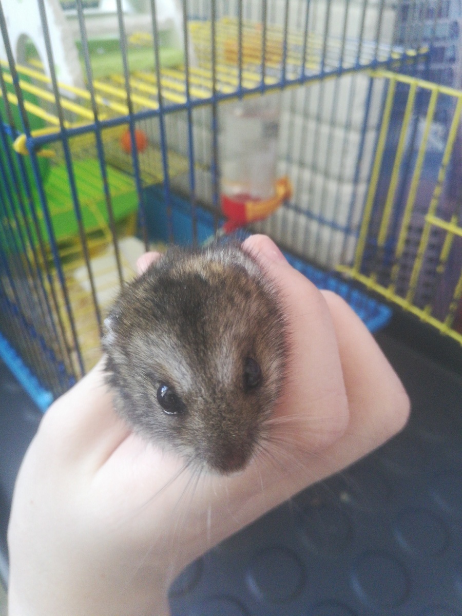 Милый зверек)