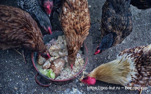 Комбикорм своими руками для кур несушек и цыплят