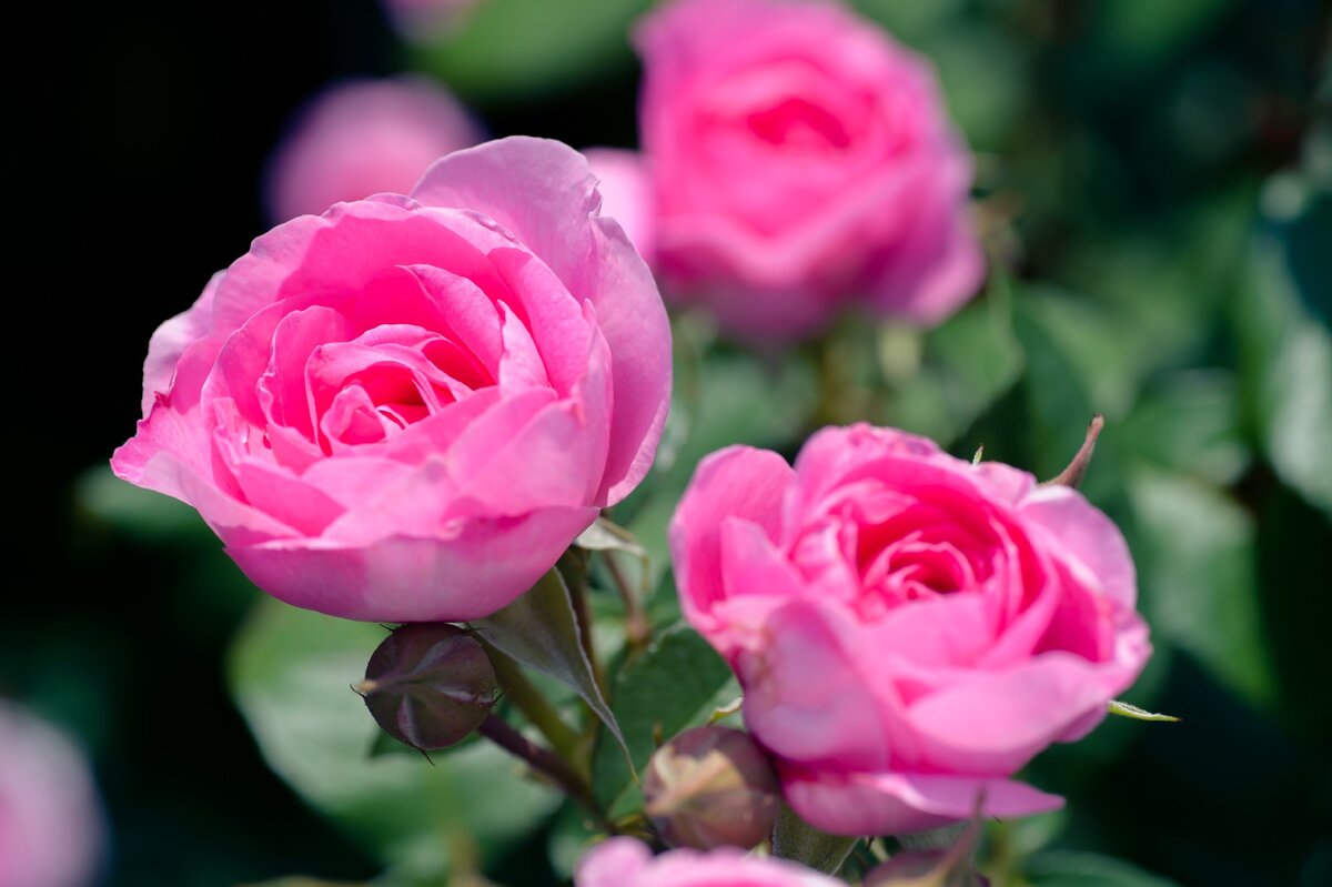 Май - самое время подкормить садовую Розу, чтобы получить изумительно красивое Цветение. Рассказываю как это делаю Я