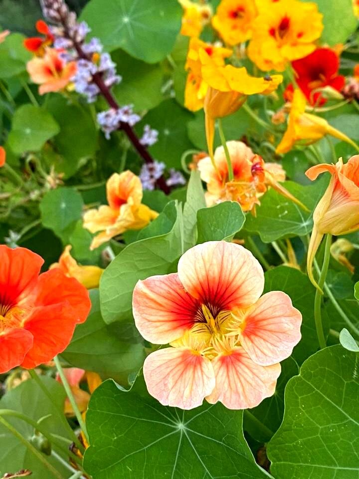 Немного цветочков турецких