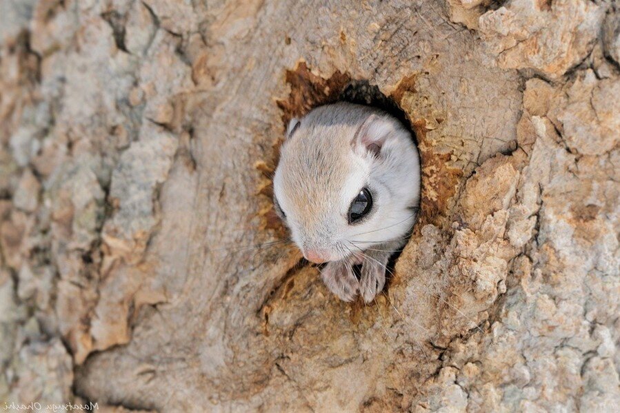 Летяга обитает. Японская белка Момонга. Сибирская летяга. Белка летяга. Японская летяга.