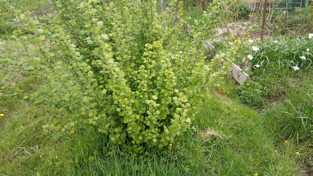 А это черный крыжовник, тоже хорошо зарос травой