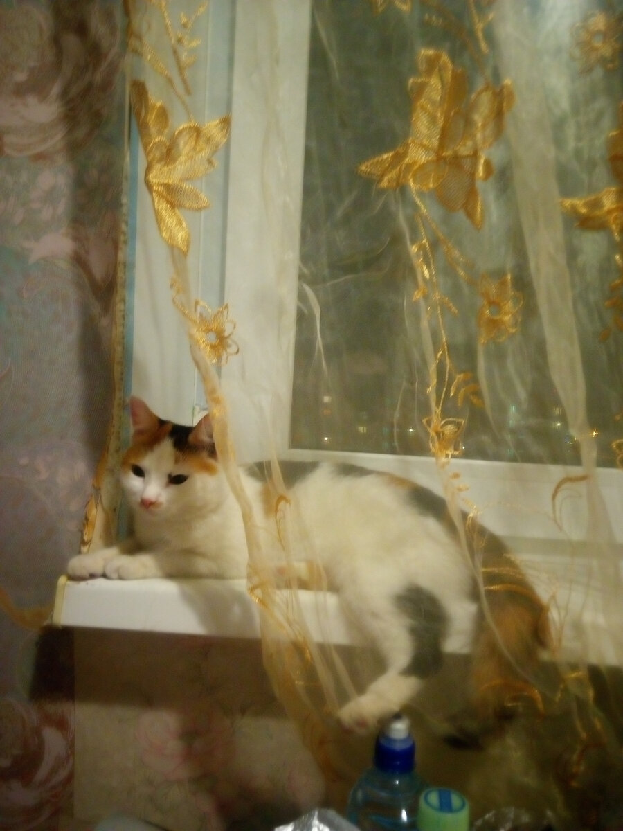 Глаша на подоконнике.