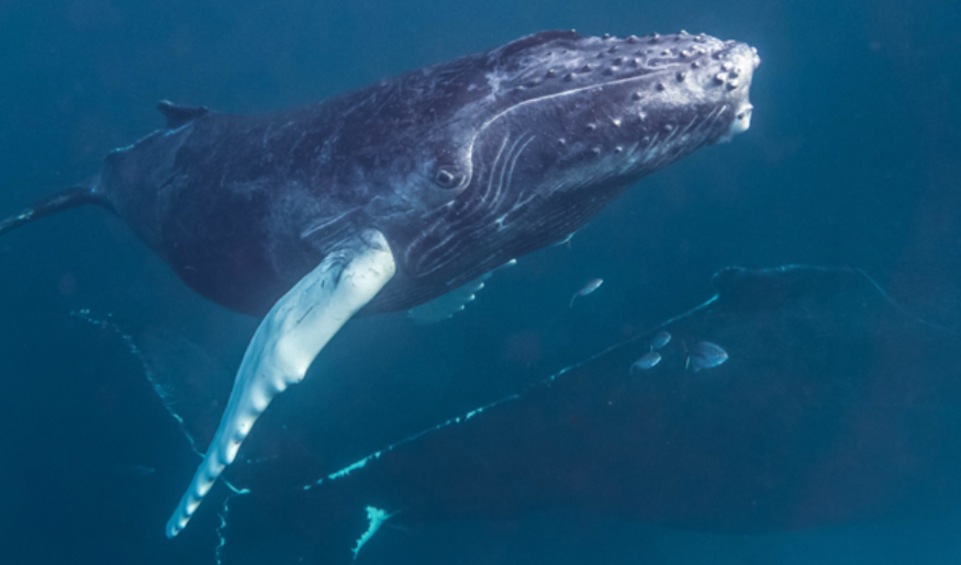 Горбатый кит