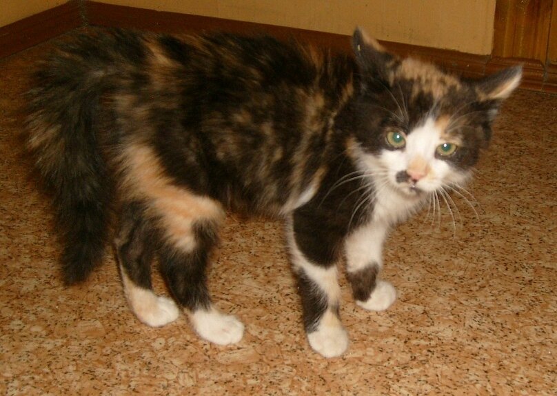 Одно из первых фото, кошечка подросла, показывает характер.