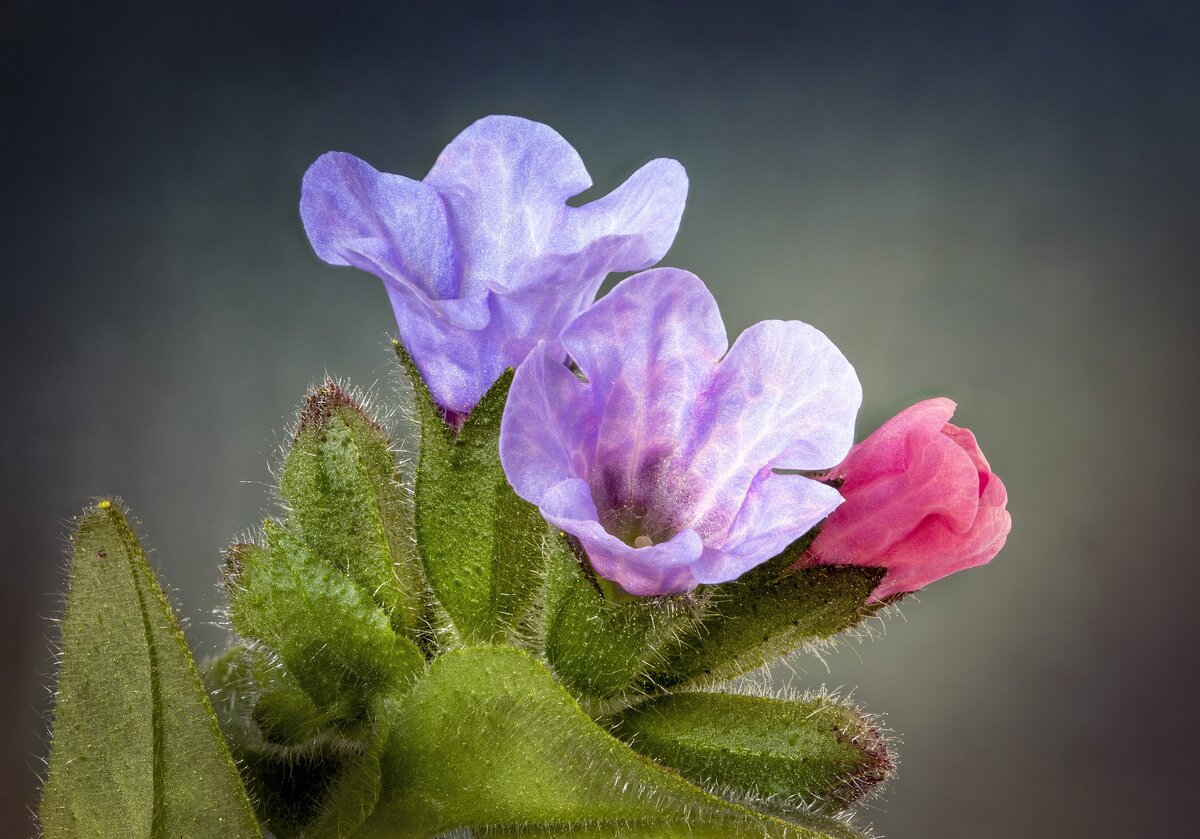 Изображение Ian Lindsay с сайта Pixabay 