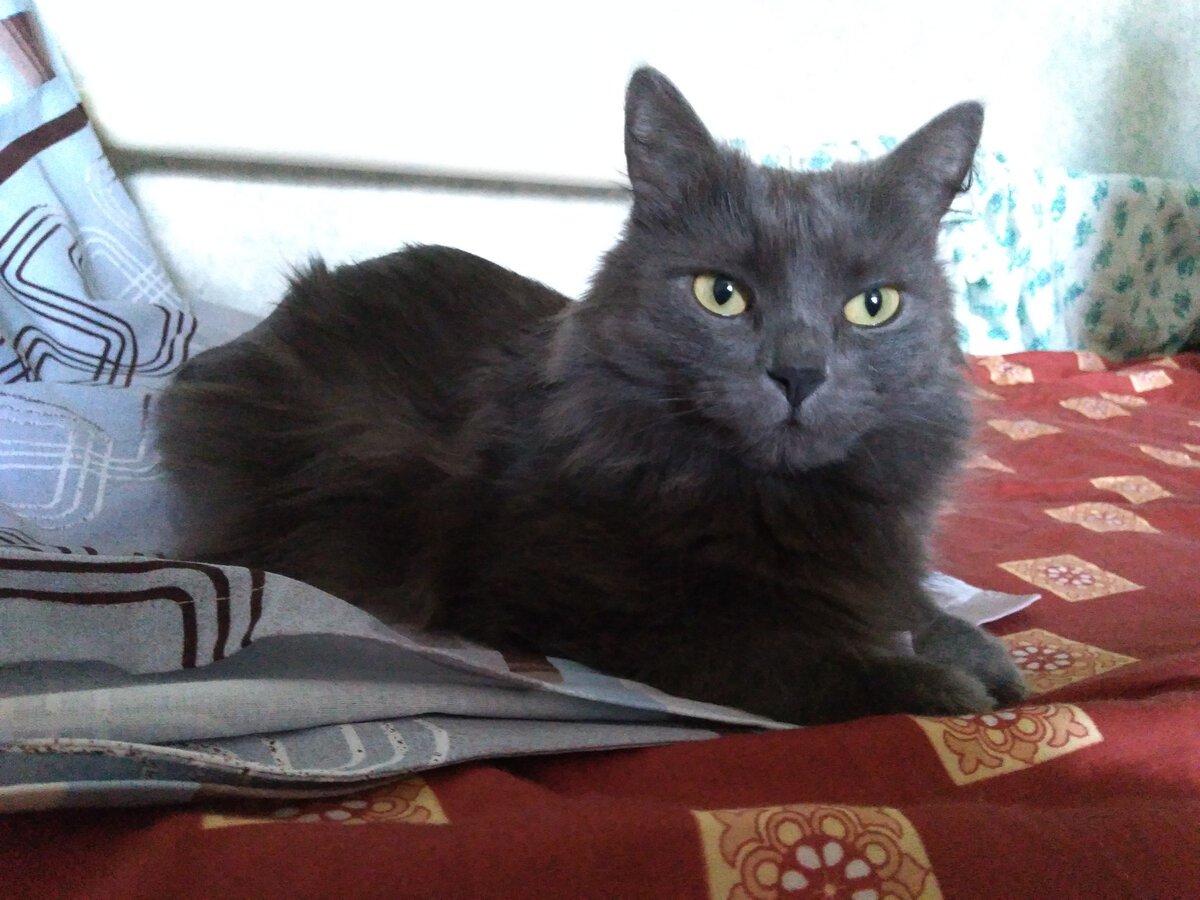 Тот самый "идеальный питомец". Фото автора