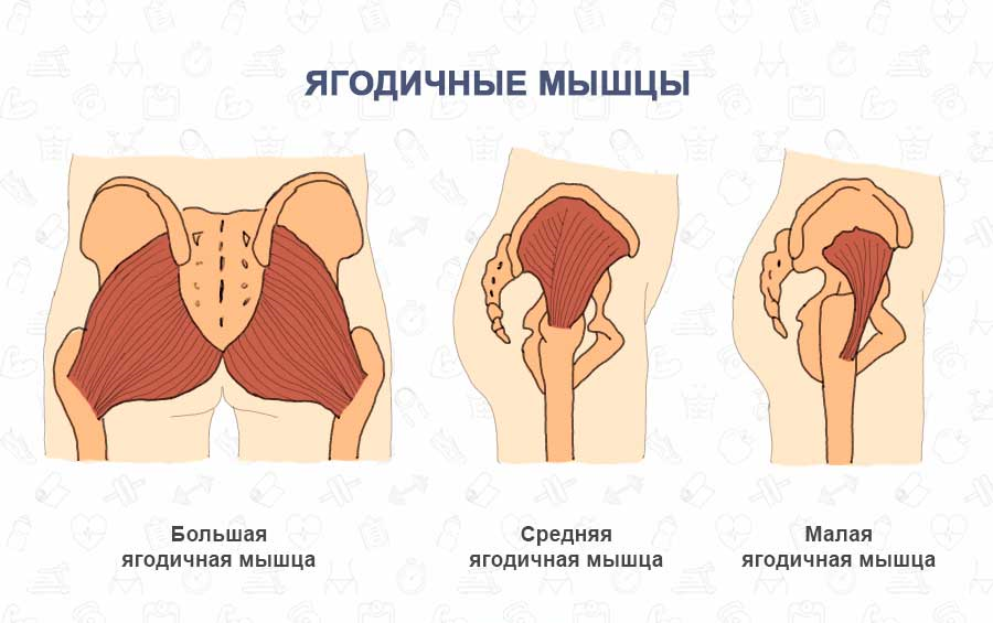 Ягодичные мышцы
