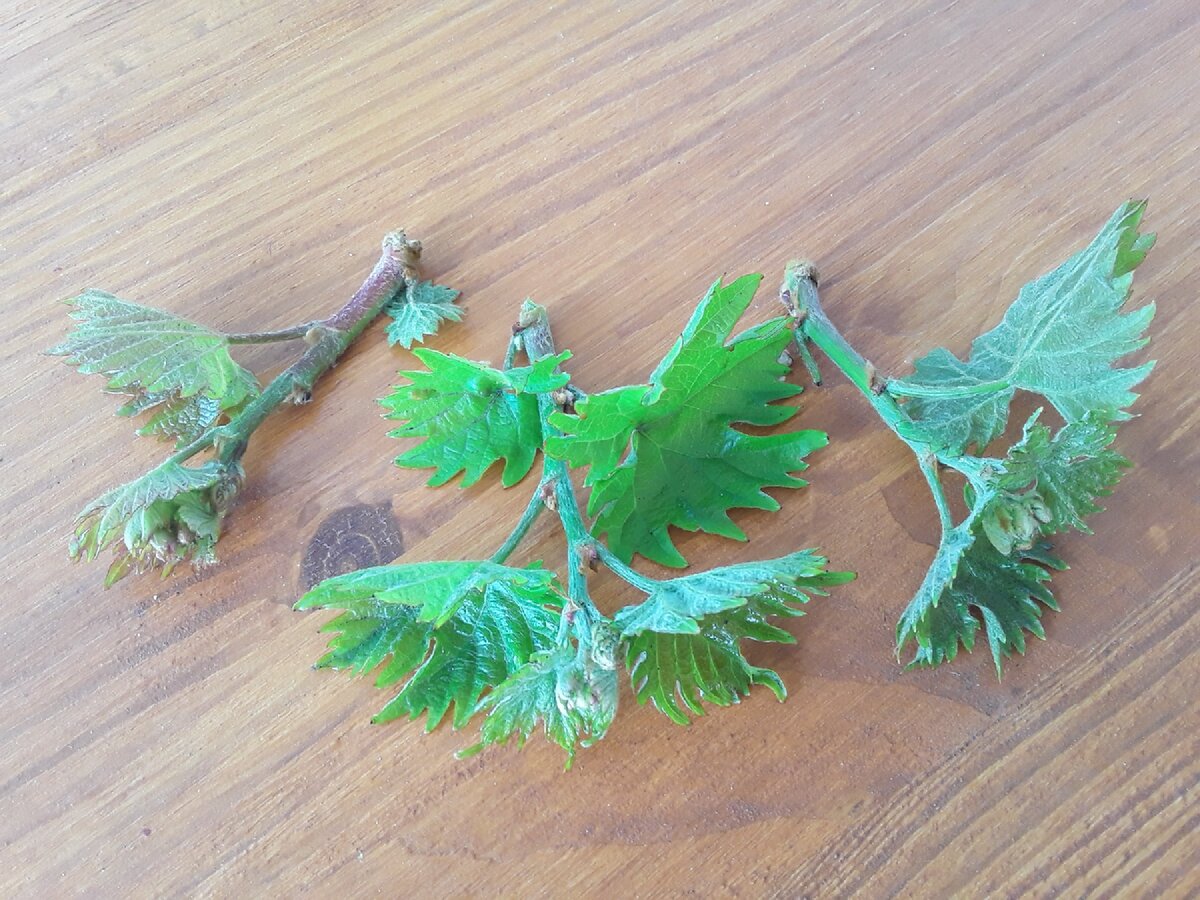 Эти побеги, хоть и с цветами, но слабые и недоразвитые, всего по 3-5 сантиметров. Питание на себя оттянут, а толку будет пшик
