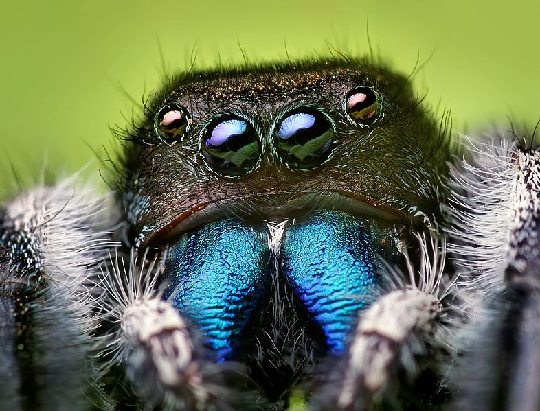 Creative Commons  https://en.wikipedia.org/wiki/File:Phidippus_audax_male.jpg