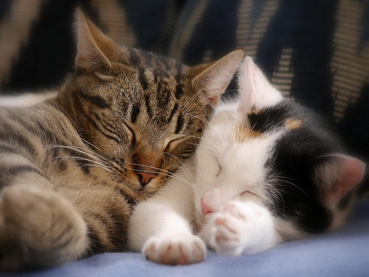 Котики.