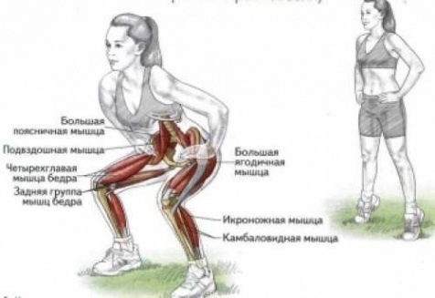 Приседания "прокачивают" бедра и ягодицы.