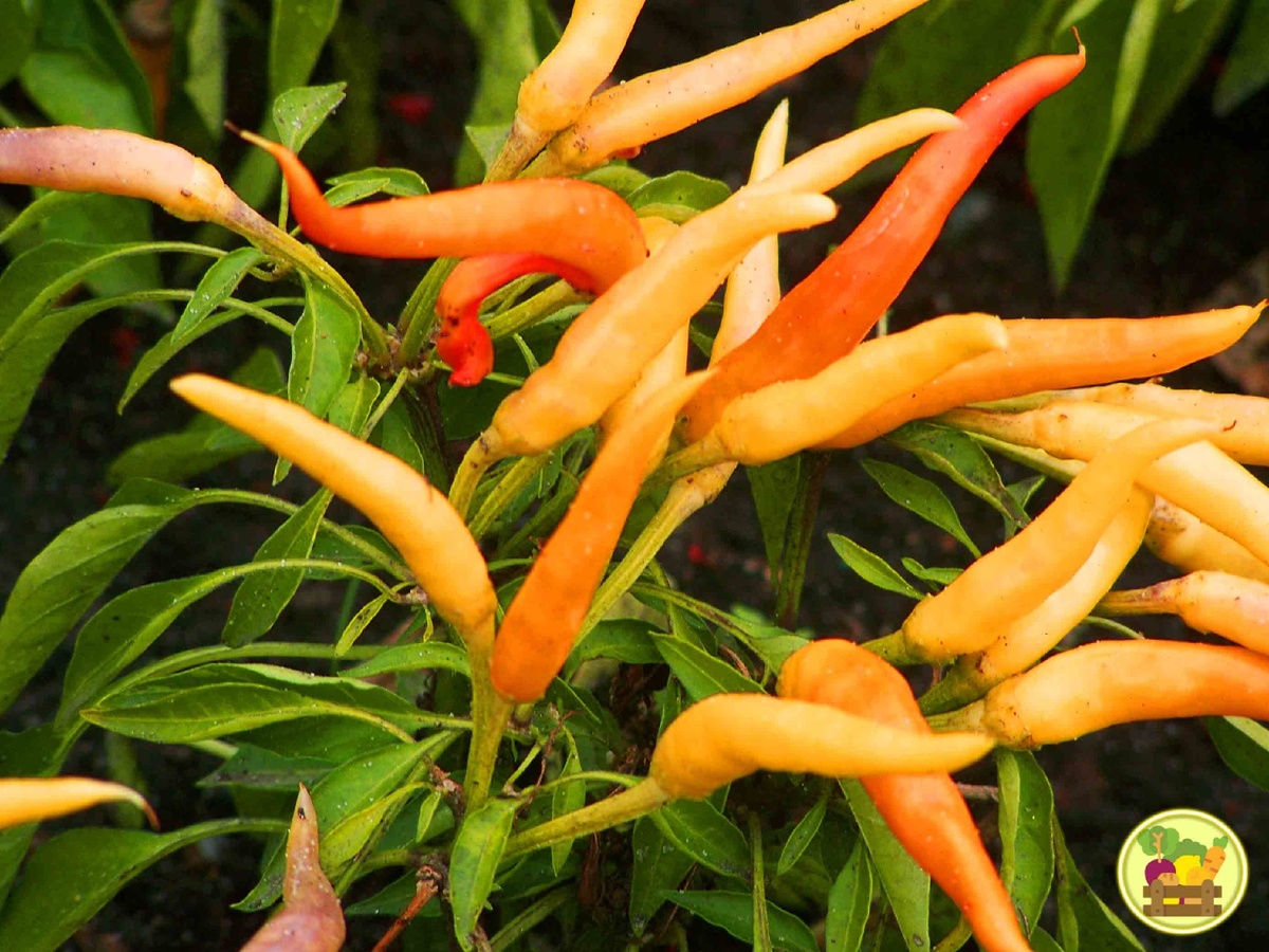 Перчики очень острого сорта "фейерверк"